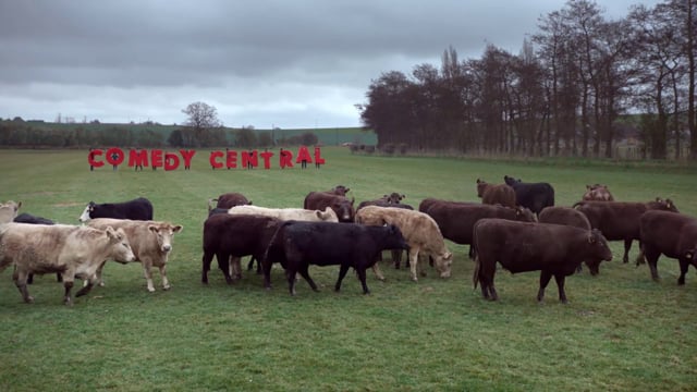 Sheep grazing in a field next to a Comedy Central sign